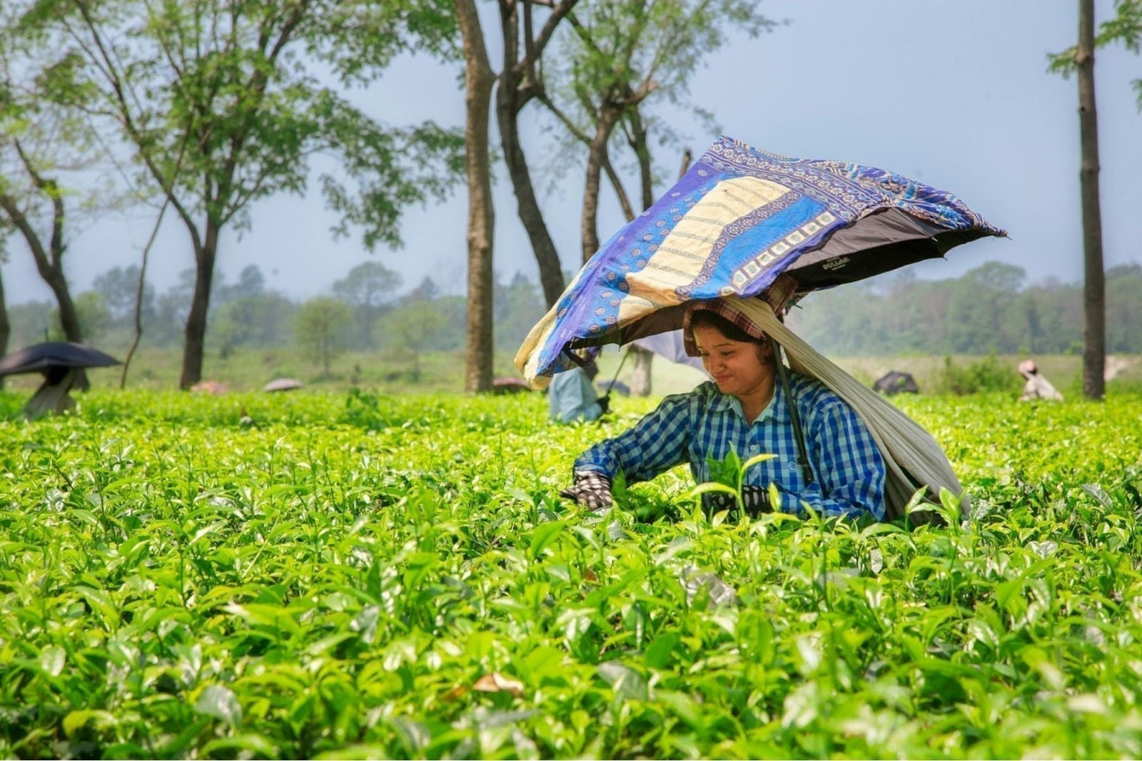Woman picking tea leaves under a colorful umbrella in a lush green field.