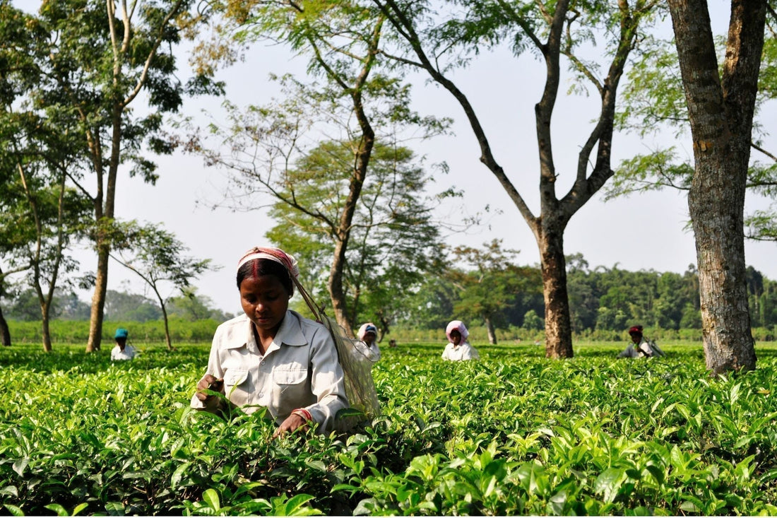 Tea pickers harvesting fresh leaves in a green tea garden