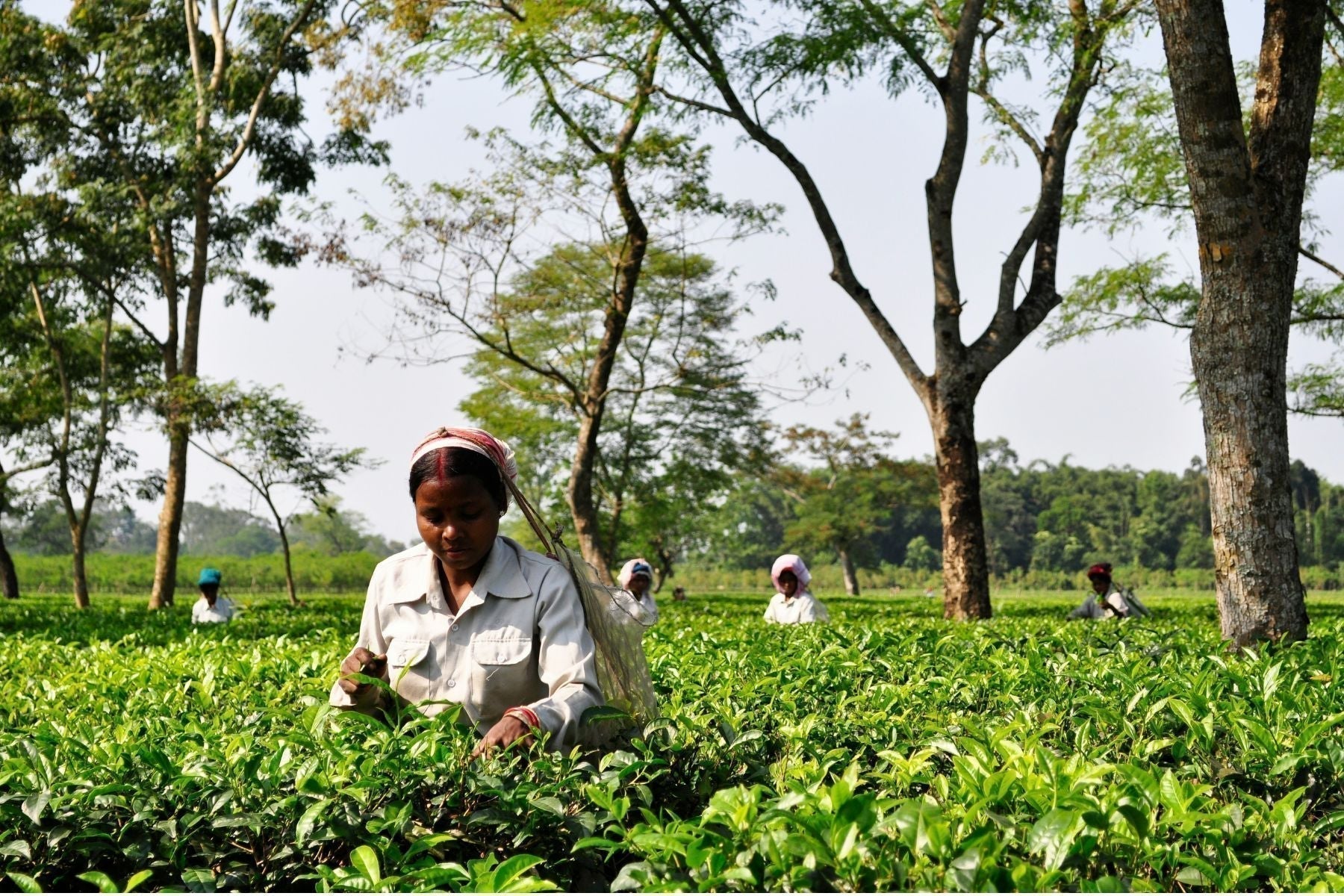Tea pickers harvesting fresh leaves in a green tea garden