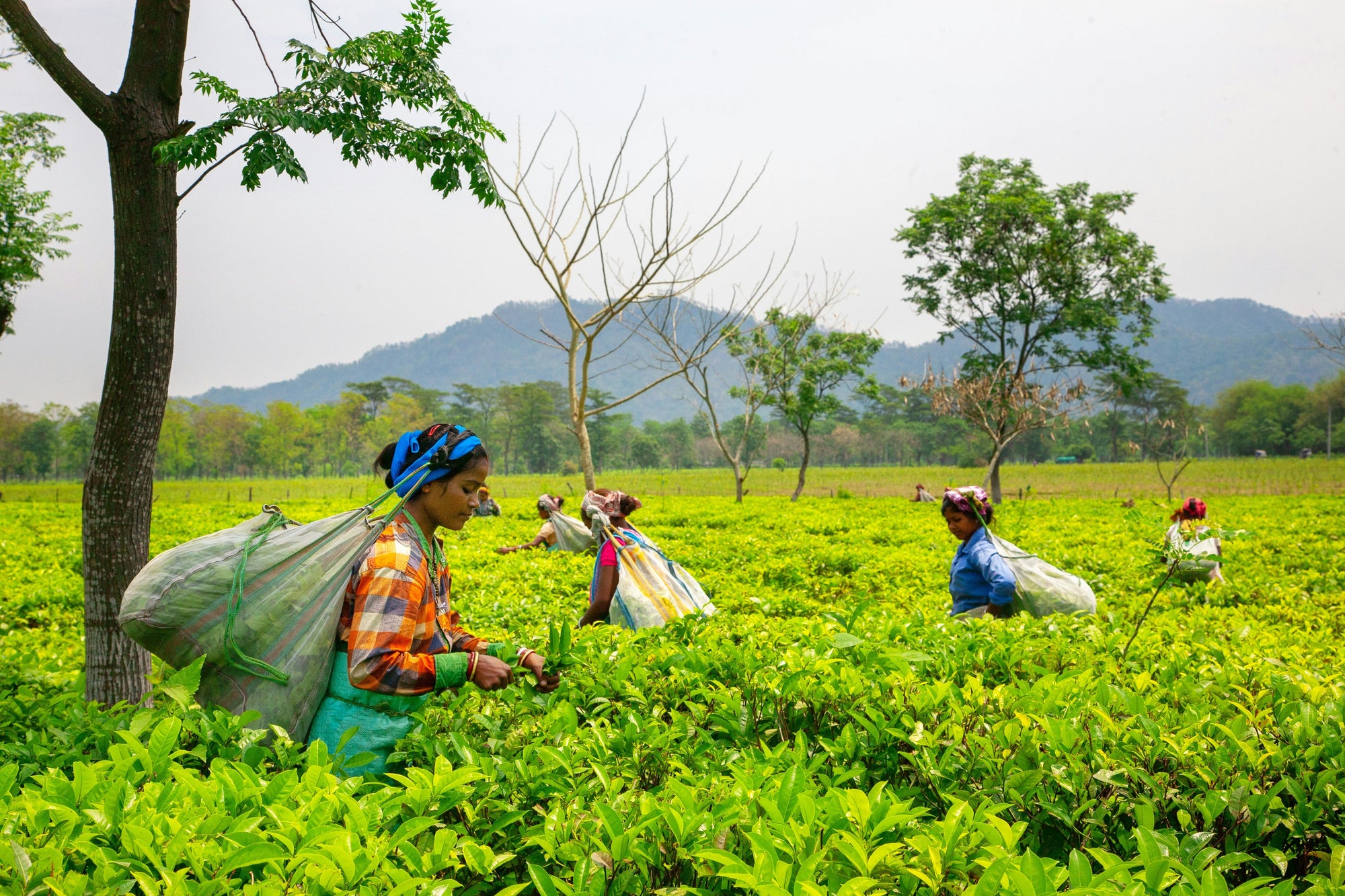 CTC Assam Tea: Everything You Need to Know About This Bold Black Tea