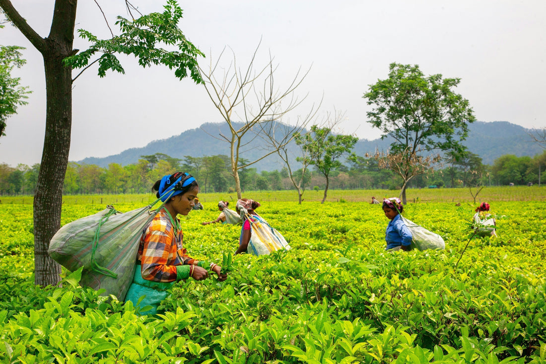 CTC Assam Tea: Everything You Need to Know About This Bold Black Tea